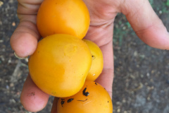 First-Tomatoes-2018